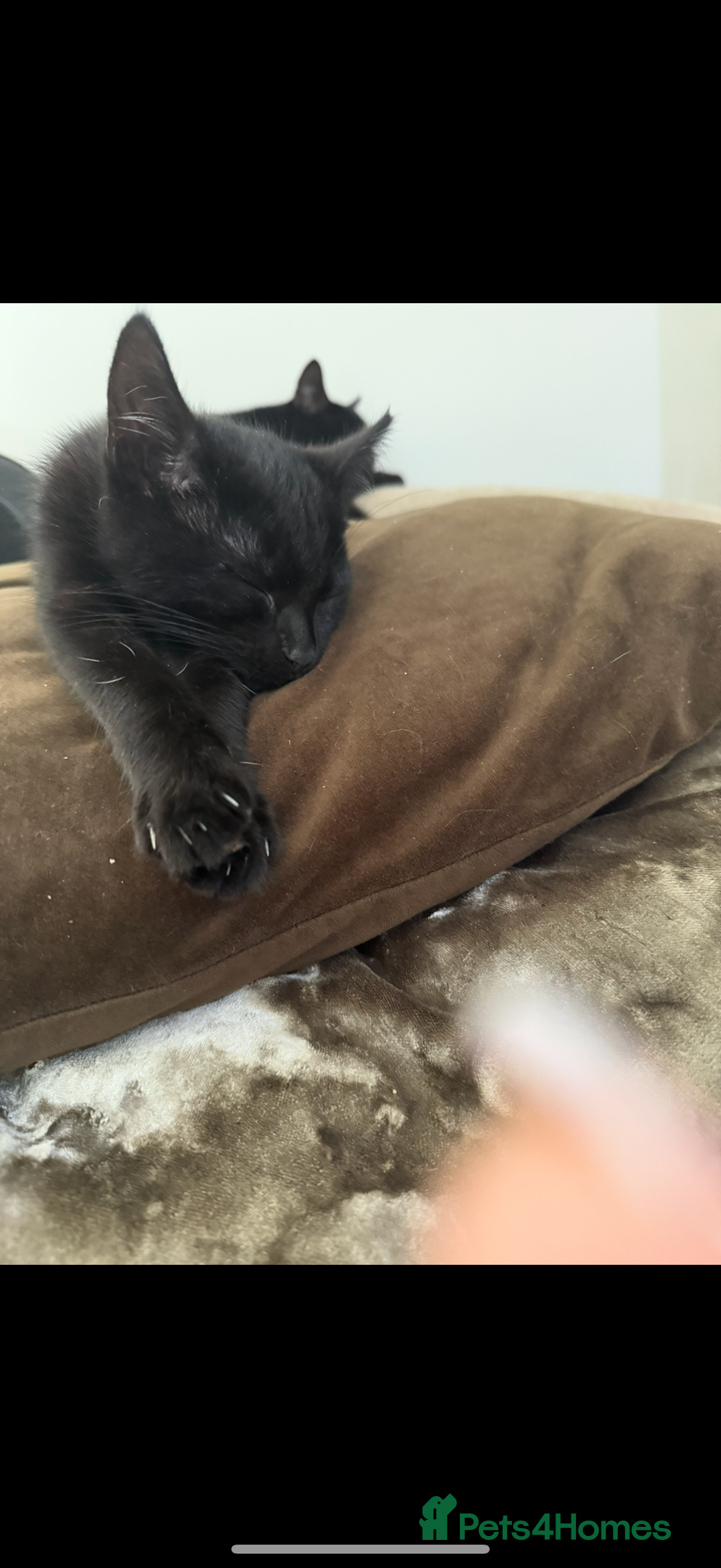 Mixed Breed cats for sale: 3 kittens available - Advert 3