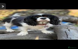 Cavalier King Charles Spaniel dogs for sale: 3 beautiful tri girls available  - Image 12