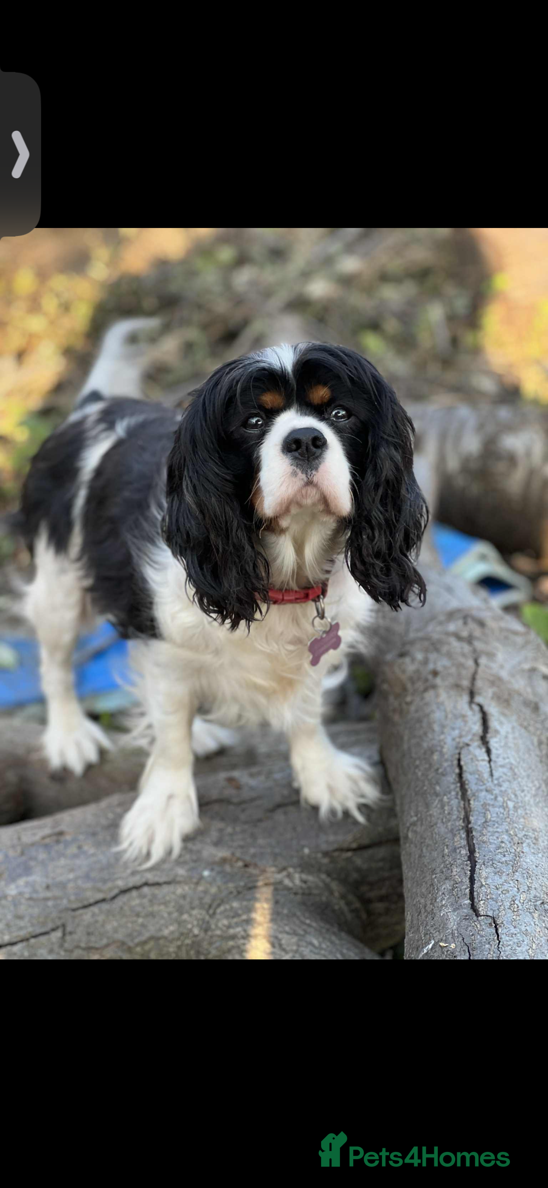 Cavalier King Charles Spaniel dogs for sale: 3 beautiful tri girls available  - Image 12