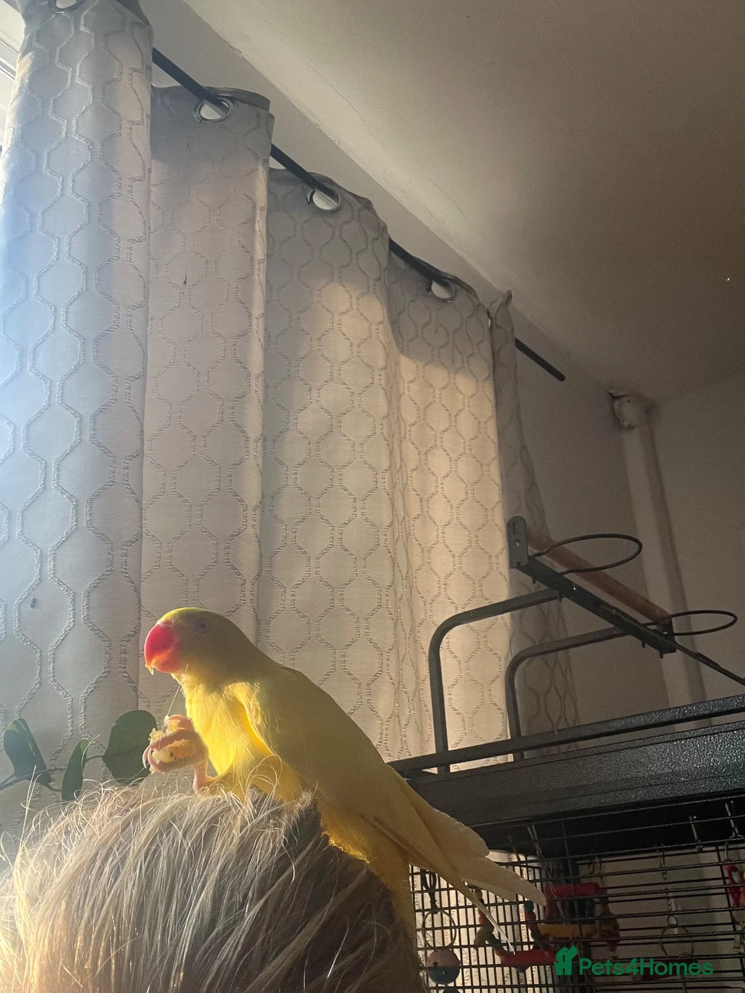 Ringnecks birds for sale: Beautiful female ringneck  in Shipley - Advert 2
