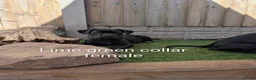 Cane Corso dogs for sale: Black female cane corsos puppies  - Advert 15