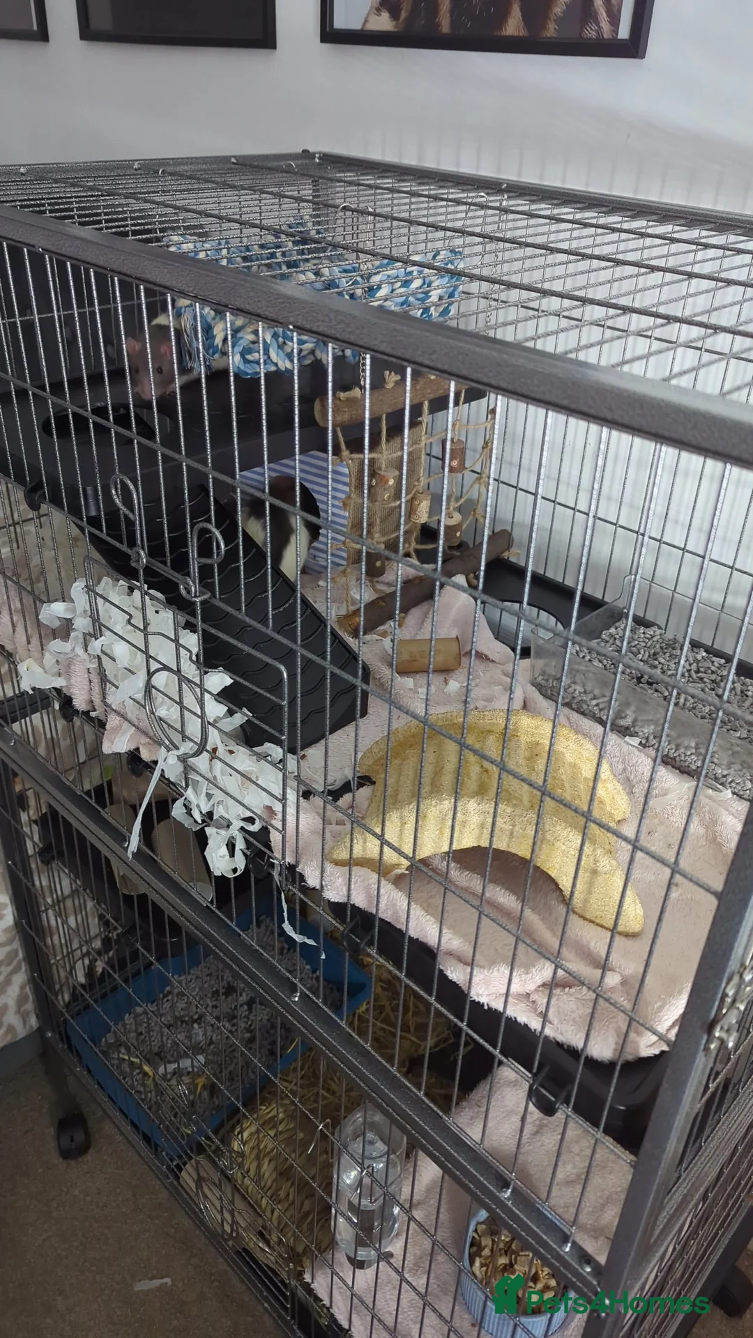 Rat rodents for sale: 2 male fancy rats  - Advert 3