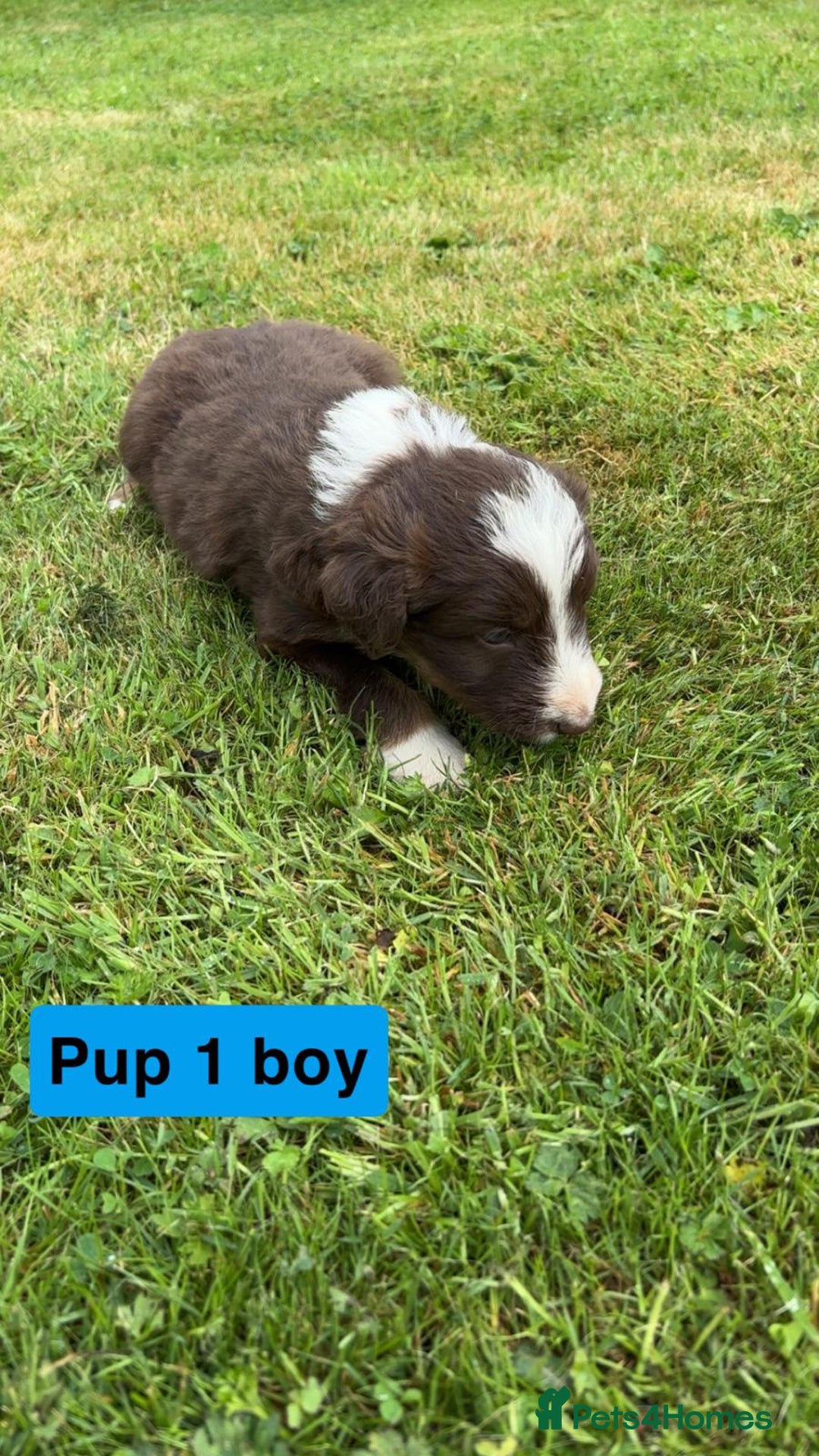 Mixed Breed dogs for sale: Bearded collie x welsh border collie - Image 7