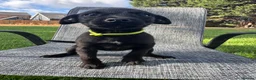 Mixed Breed dogs for sale: Border terrier x Jack Russell terrier puppies 🏡 - Advert 24