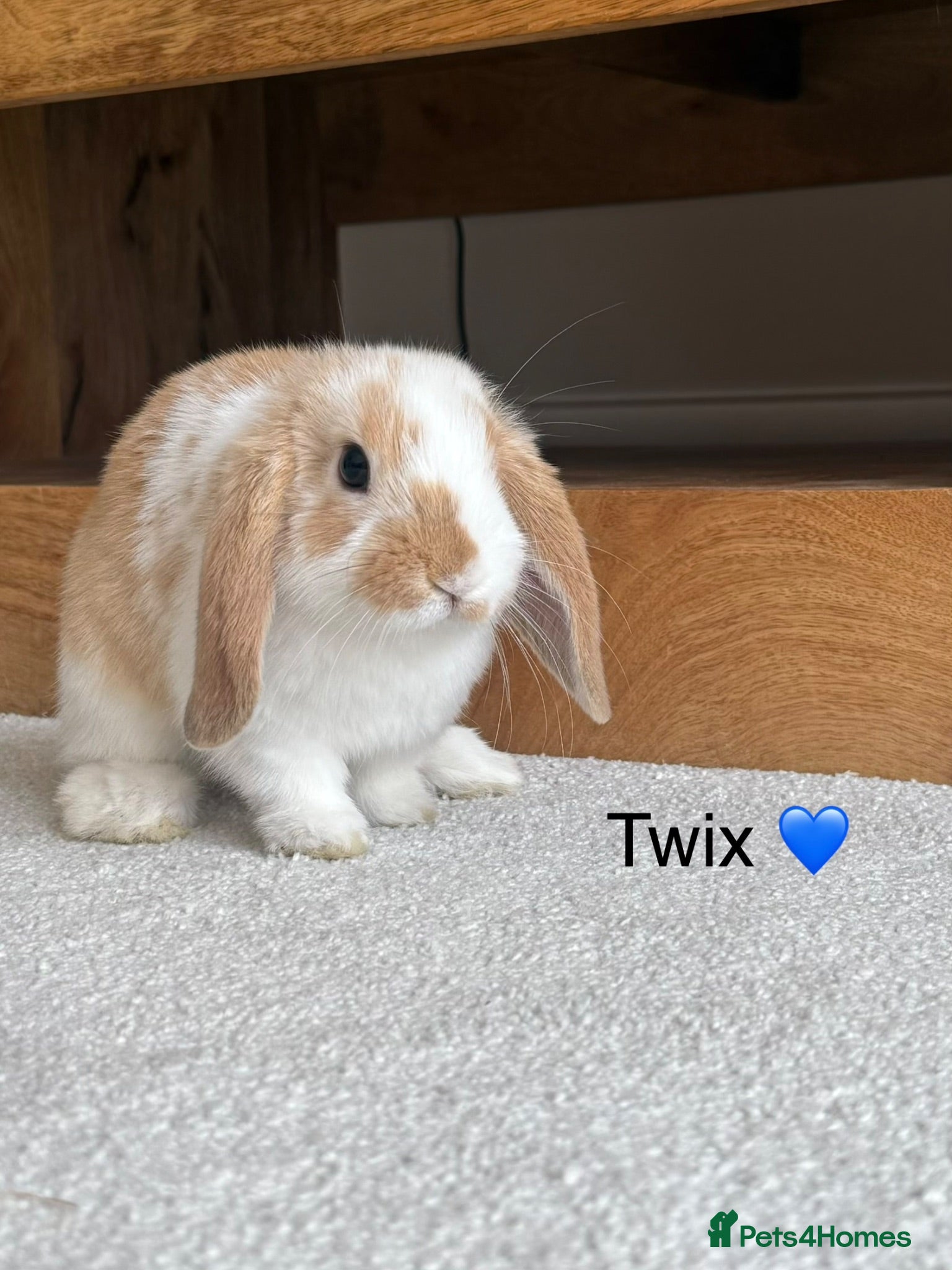 Mini Lop rabbits 1 x Super Cute Mini Lop Left ❤️ - Advert 13