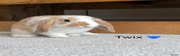 Mini Lop rabbits for sale: Super Cute Mini Lops ❤️ in Hailsham - Advert 4
