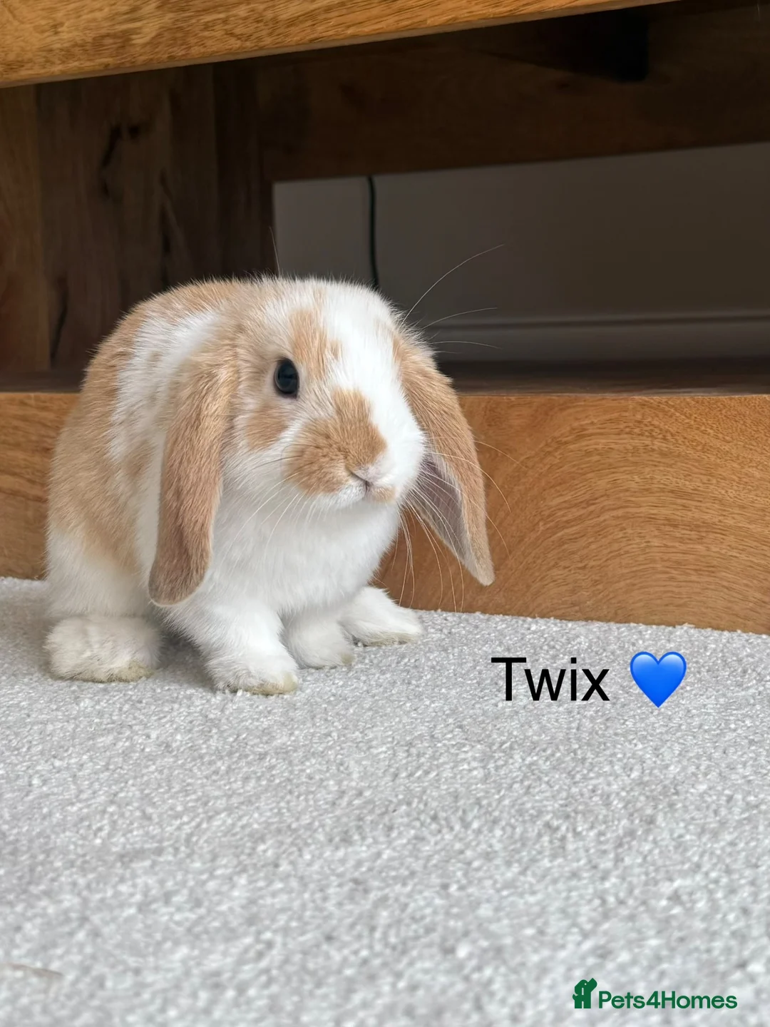 Mini Lop rabbits for sale: 2 x Mini Lop Boys Left - Ready to go together ❤️ - Advert 2