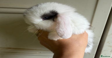 Mini Lop rabbits 2 FEMALE PUREBRED KITS *avail to reserve* - Advert 6