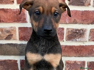Mixed Breed dogs German shepherd x doberman 2 left - Advert 1