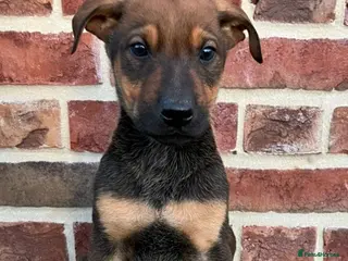 Mixed Breed dogs German shepherd x doberman 2 left - Advert 10
