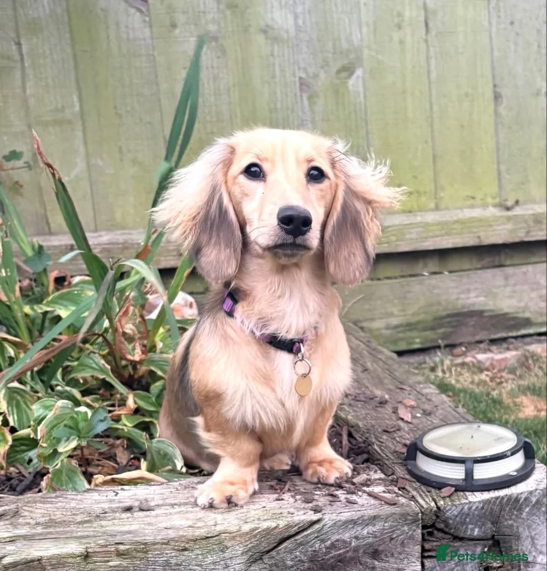 Miniature Dachshund dogs for sale: Mini Dachshund 6 month Old Cutie! ❤️🐶 in High Wycombe - Advert 2