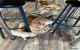 Golden Retriever dogs for sale: Stunning golden retriever  Ready NOW two left in Nottingham - Image 6