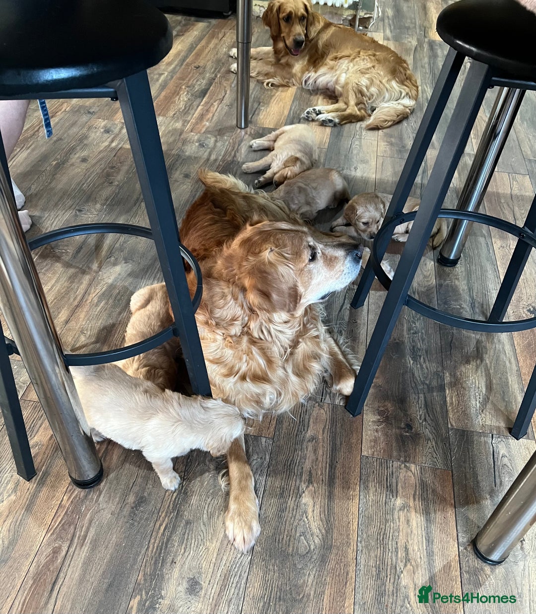 Golden Retriever dogs for sale: Stunning golden retriever  Ready NOW two left in Nottingham - Image 6