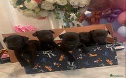 Patterdale Terrier dogs for sale: patterdale terrier  girl  puppies  - Image 1