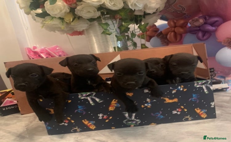 Patterdale Terrier dogs - Advert 1