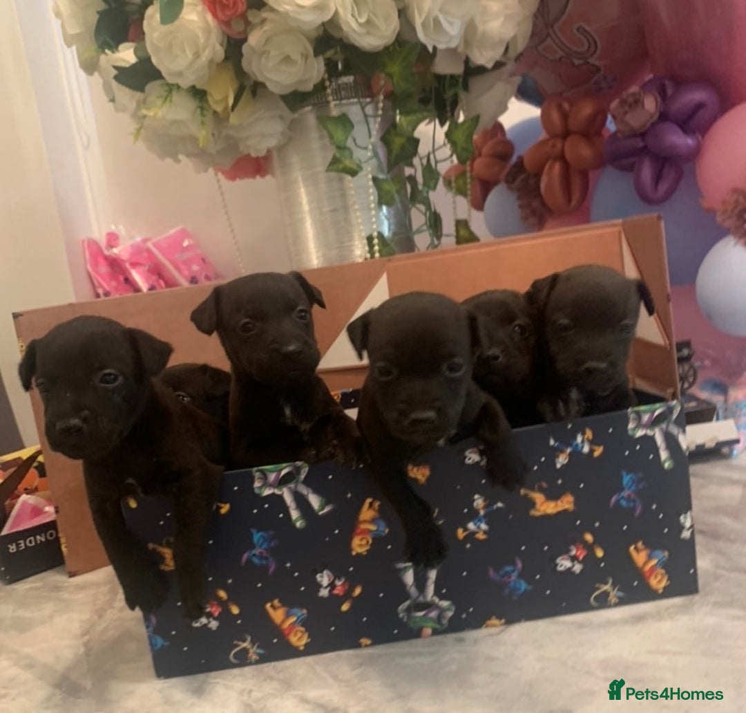 Patterdale Terrier dogs for sale: patterdale terrier  girl  puppies  - Image 1