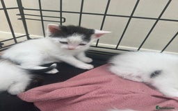 Mixed Breed cats for sale: Kittens - Image 4