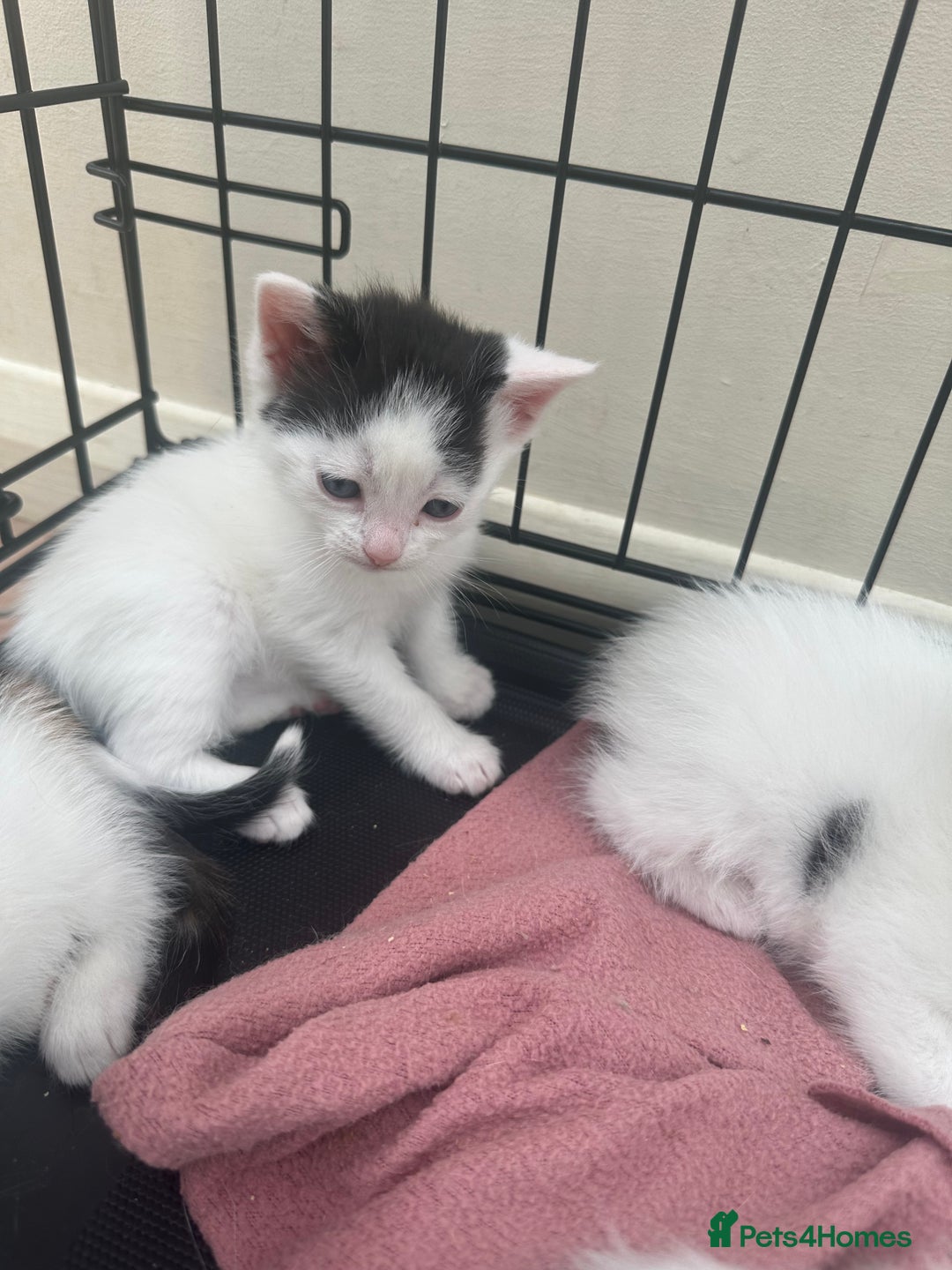 Mixed Breed cats for sale: Kittens - Image 4