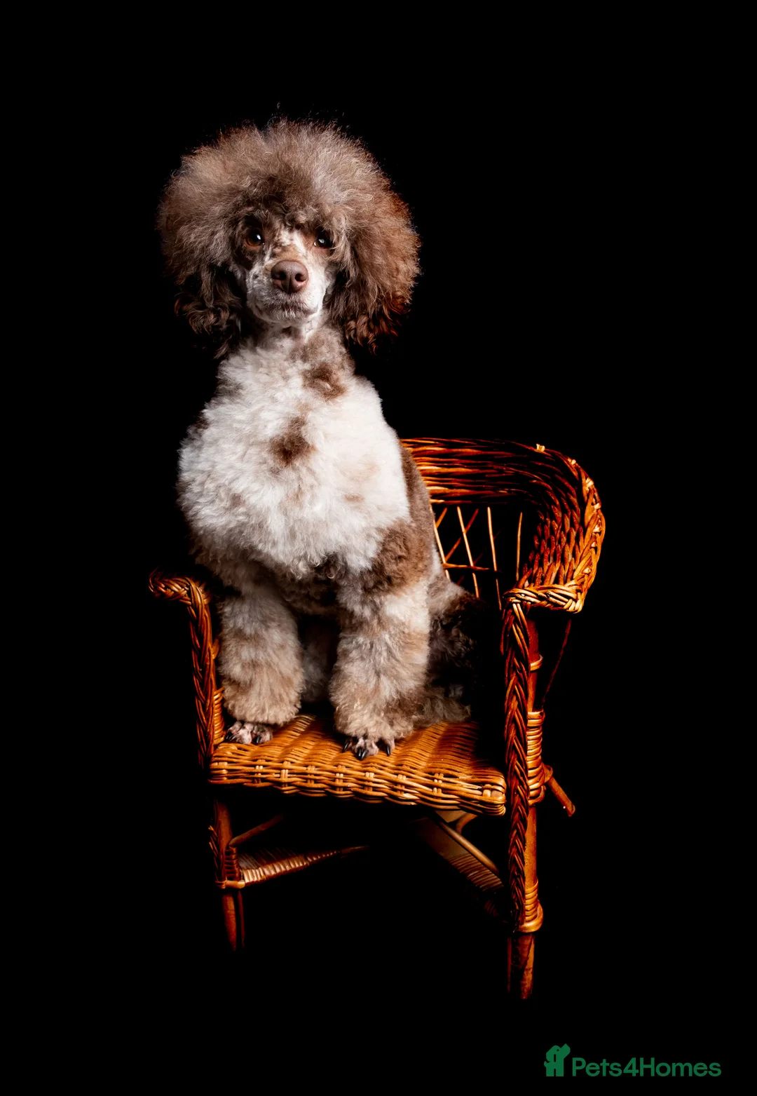 Toy Poodle dogs for stud: EXTENSIVELY HEALTH TESTED BROWN MERLE POODLE STUD in Hoddesdon - Advert 8