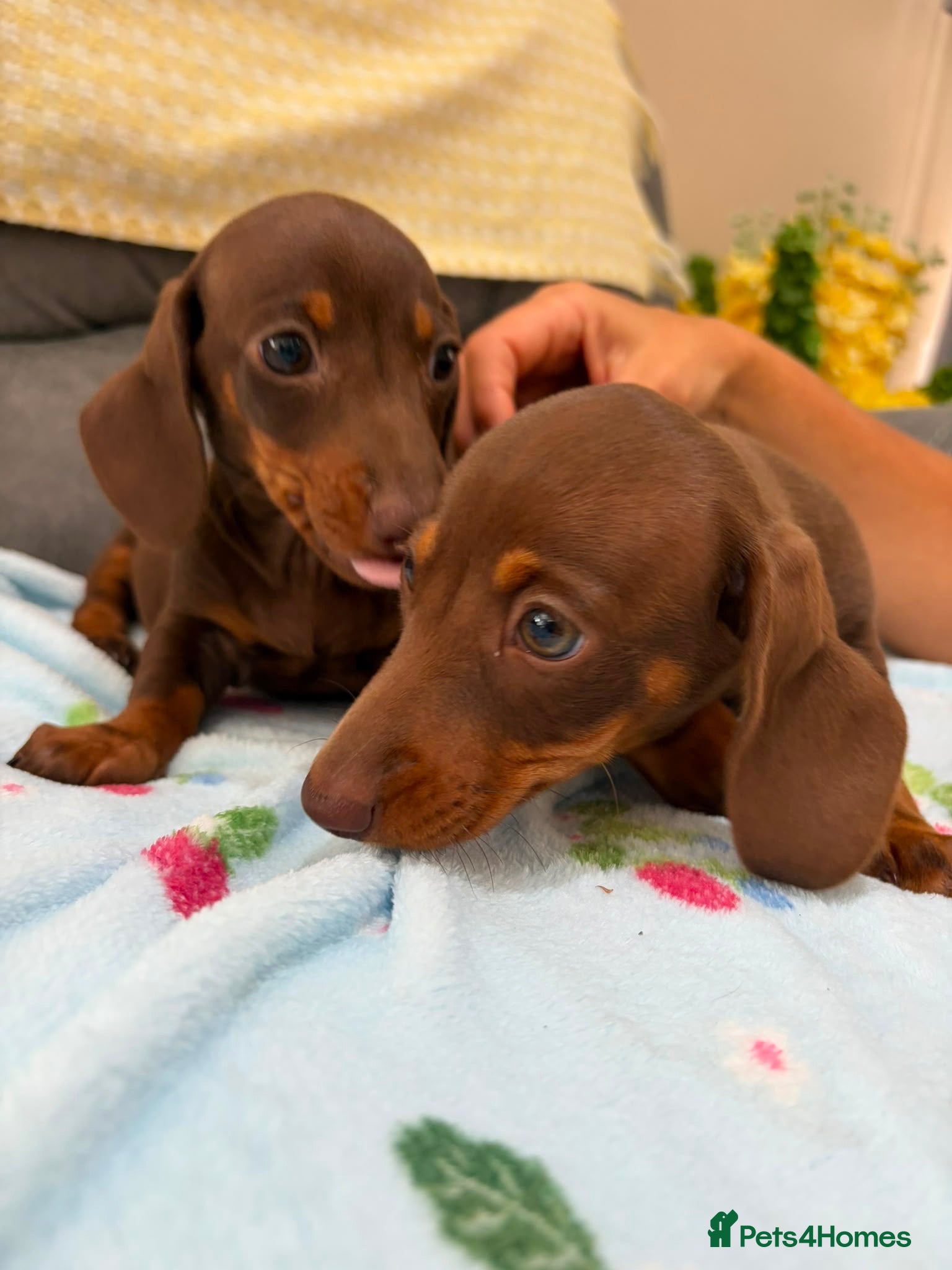 Miniature Dachshund dogs True miniature dachshund puppies  - Advert 12