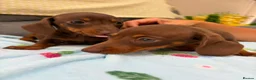 Miniature Dachshund dogs for sale: True miniature dachshund puppies  in Ingatestone - Advert 14