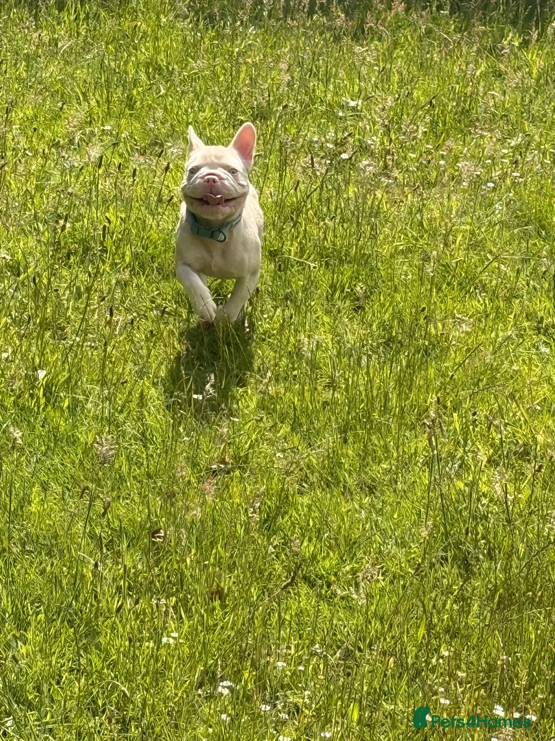 French Bulldog dogs for sale: Male frenchie - Advert 5