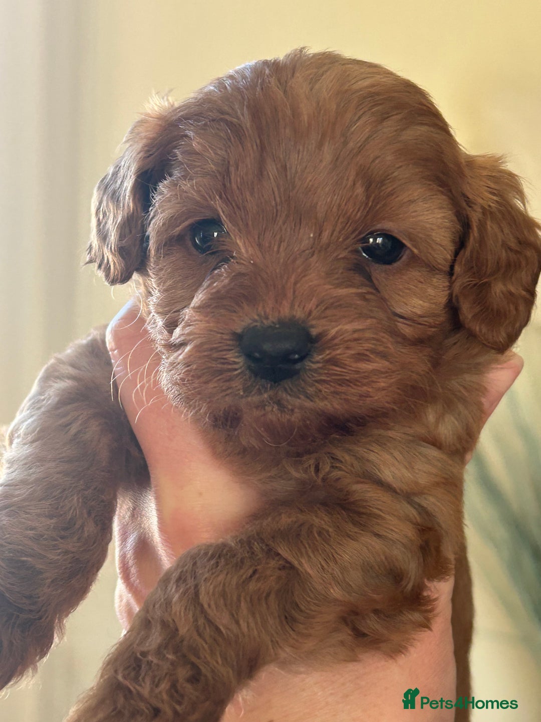 Cavapoo dogs for sale: Fox red cavapoo puppies  - Advert 7