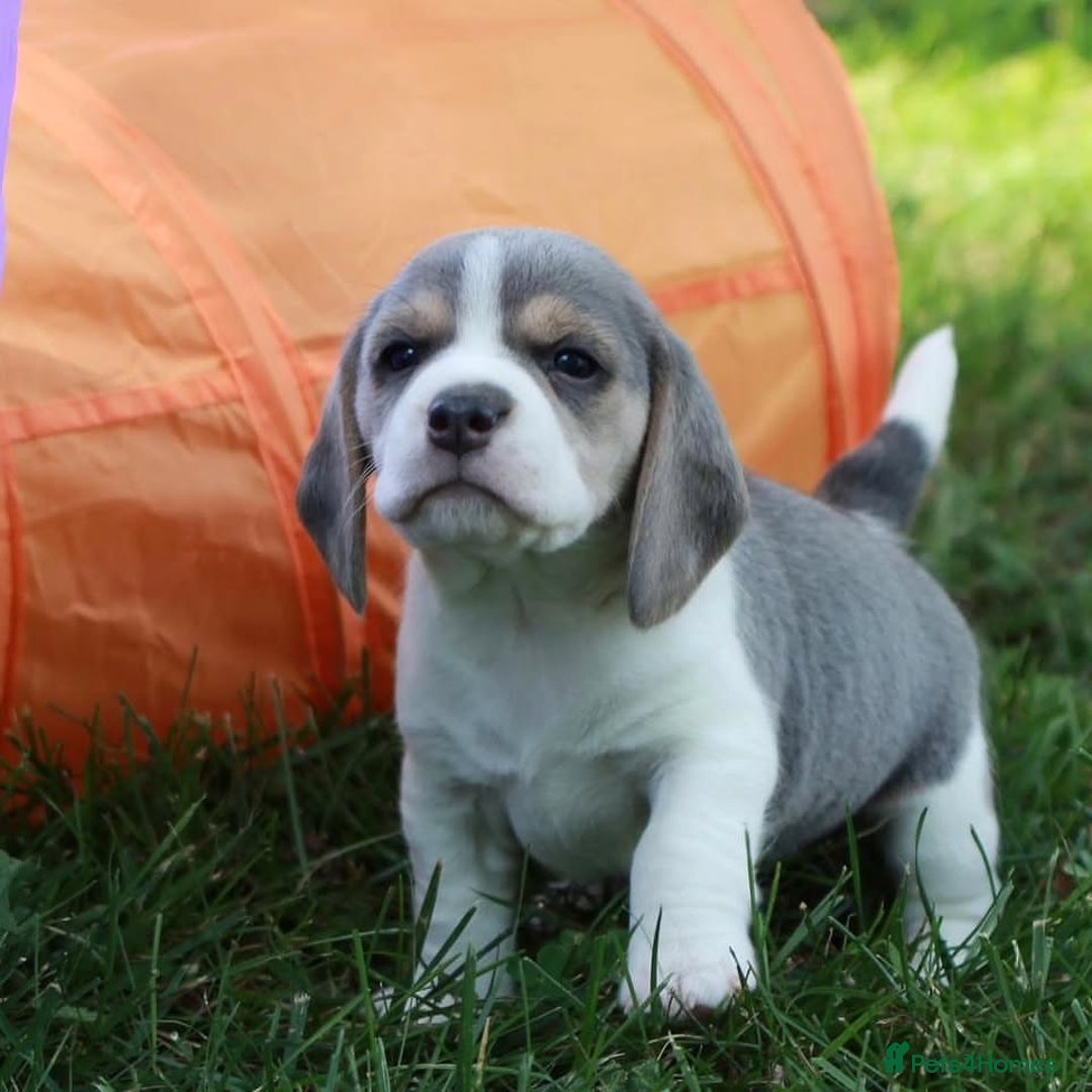 Beagle dogs for sale: Beautiful beagle puppies for sale  - Image 4