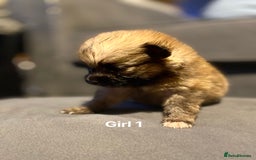 Pomeranian dogs for sale: Pomeranian pups available  - Image 5