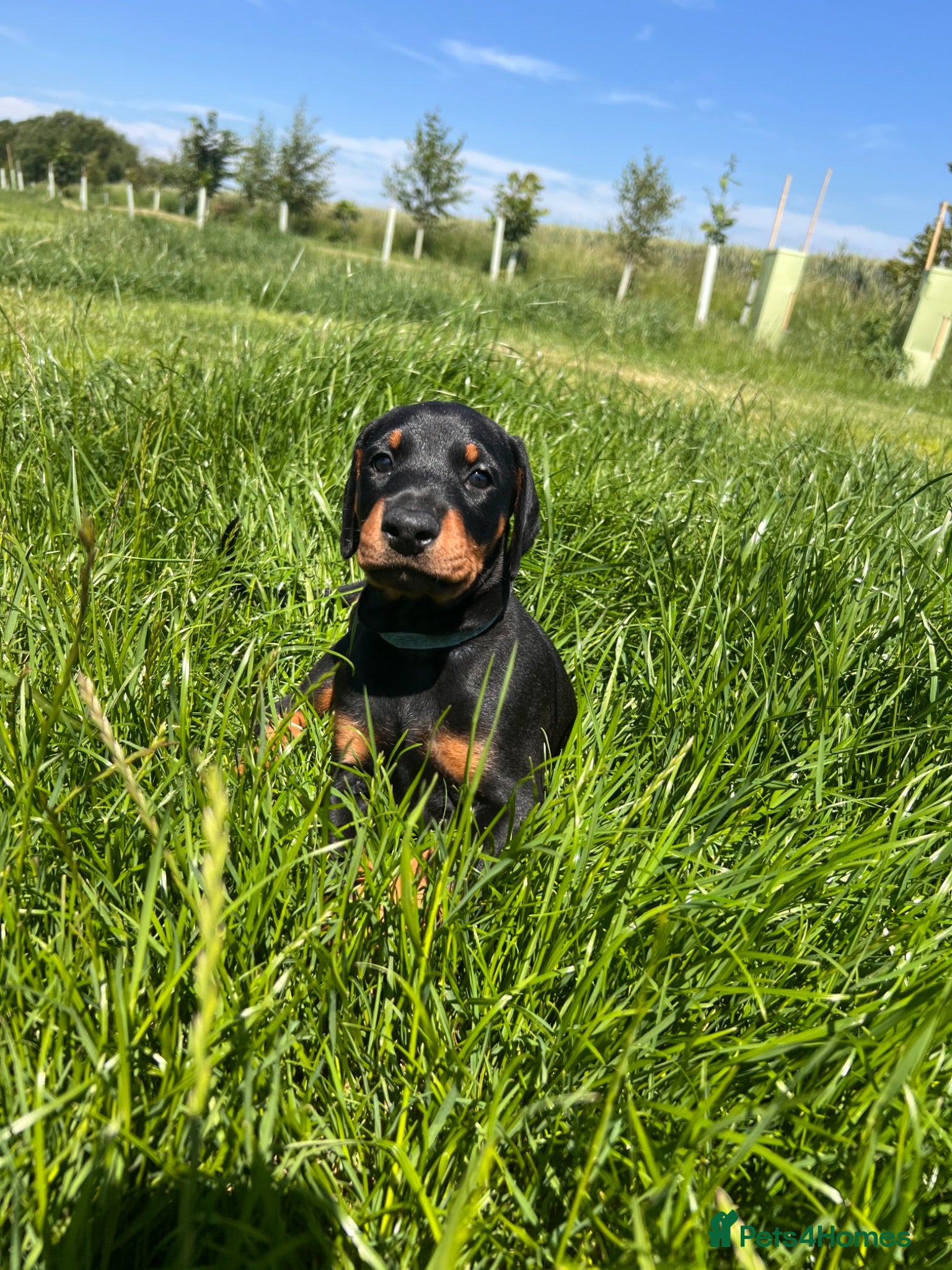 Dobermann dogs Outstanding Quality Dobermann puppies, KC REG - Advert 2