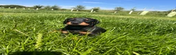 Dobermann dogs for sale: Outstanding Quality Dobermann puppies, KC REG - Advert 2