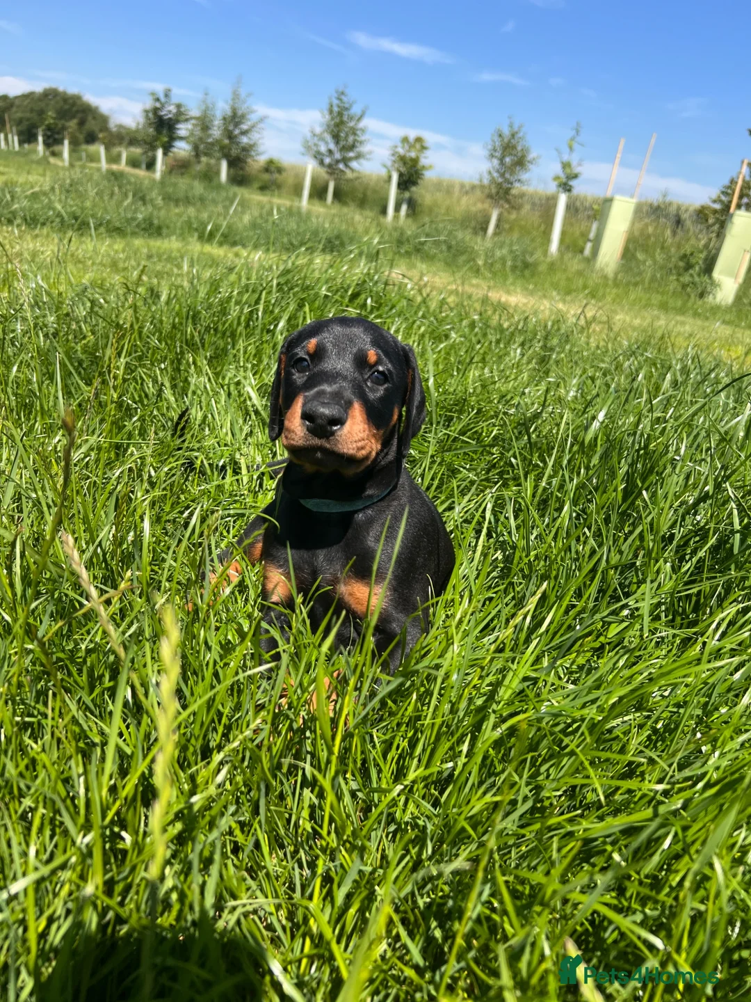 Dobermann dogs for sale: Outstanding Quality Dobermann puppies, KC REG - Advert 2