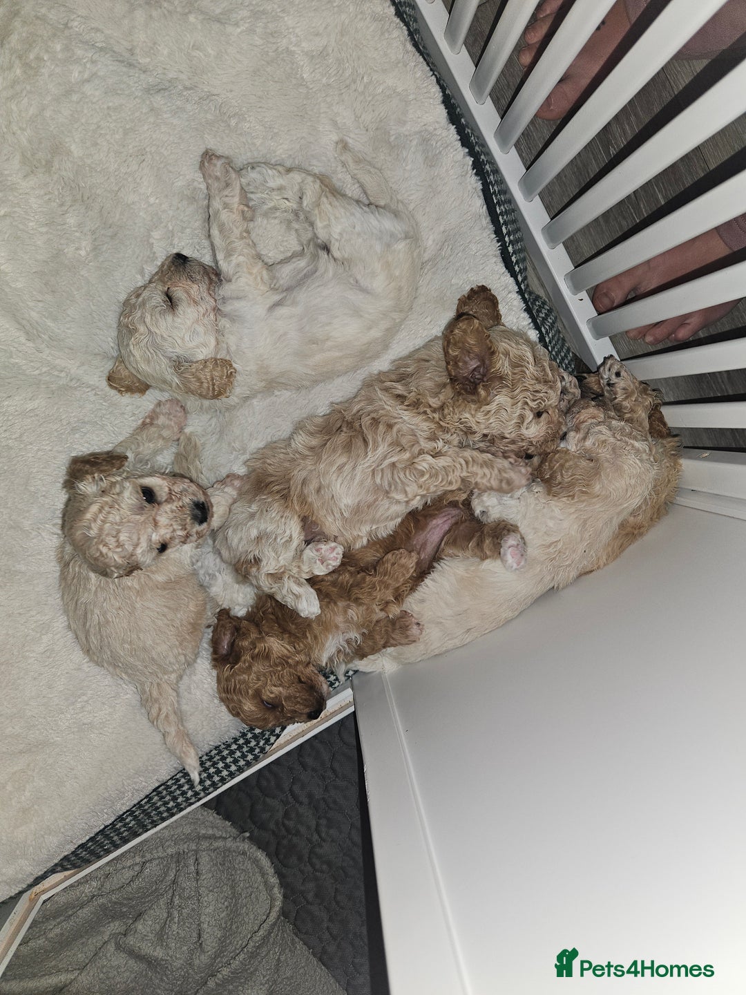 Poochon dogs for sale: Poochon pups ready 11.1.26 - Advert 1