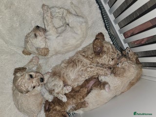 Poochon dogs Poochon pups ready 11.1.26 - Advert 3