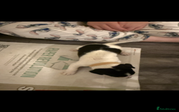 Jack Russell dogs for sale: Jack Russell puppies  - Image 12