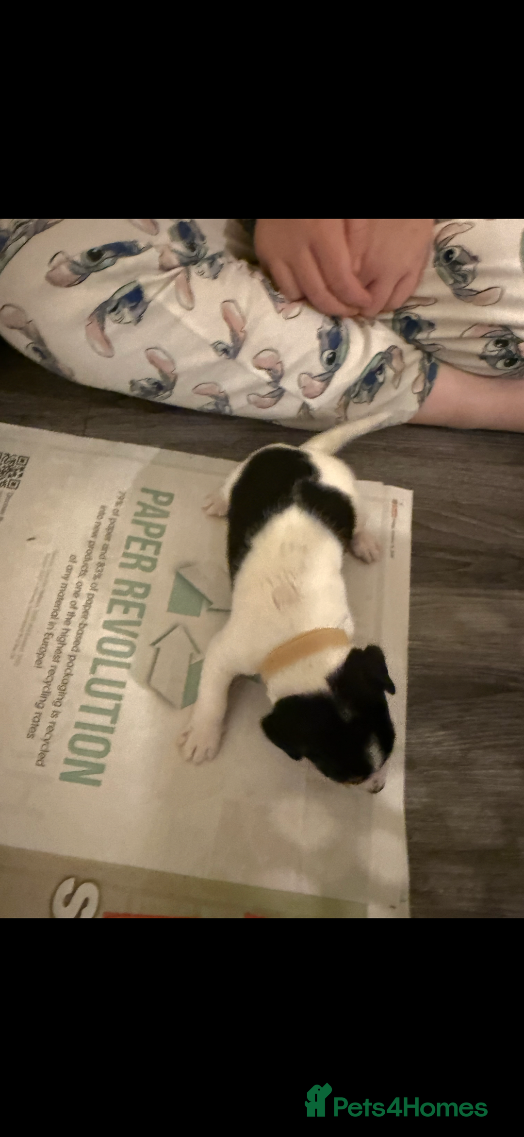 Jack Russell dogs for sale: Jack Russell puppies  - Image 12