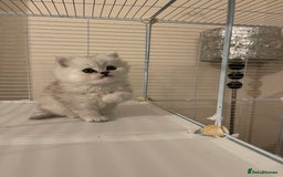 Persian cats for sale: 3 Pure bred male Persian kittens for sale  - Image 11