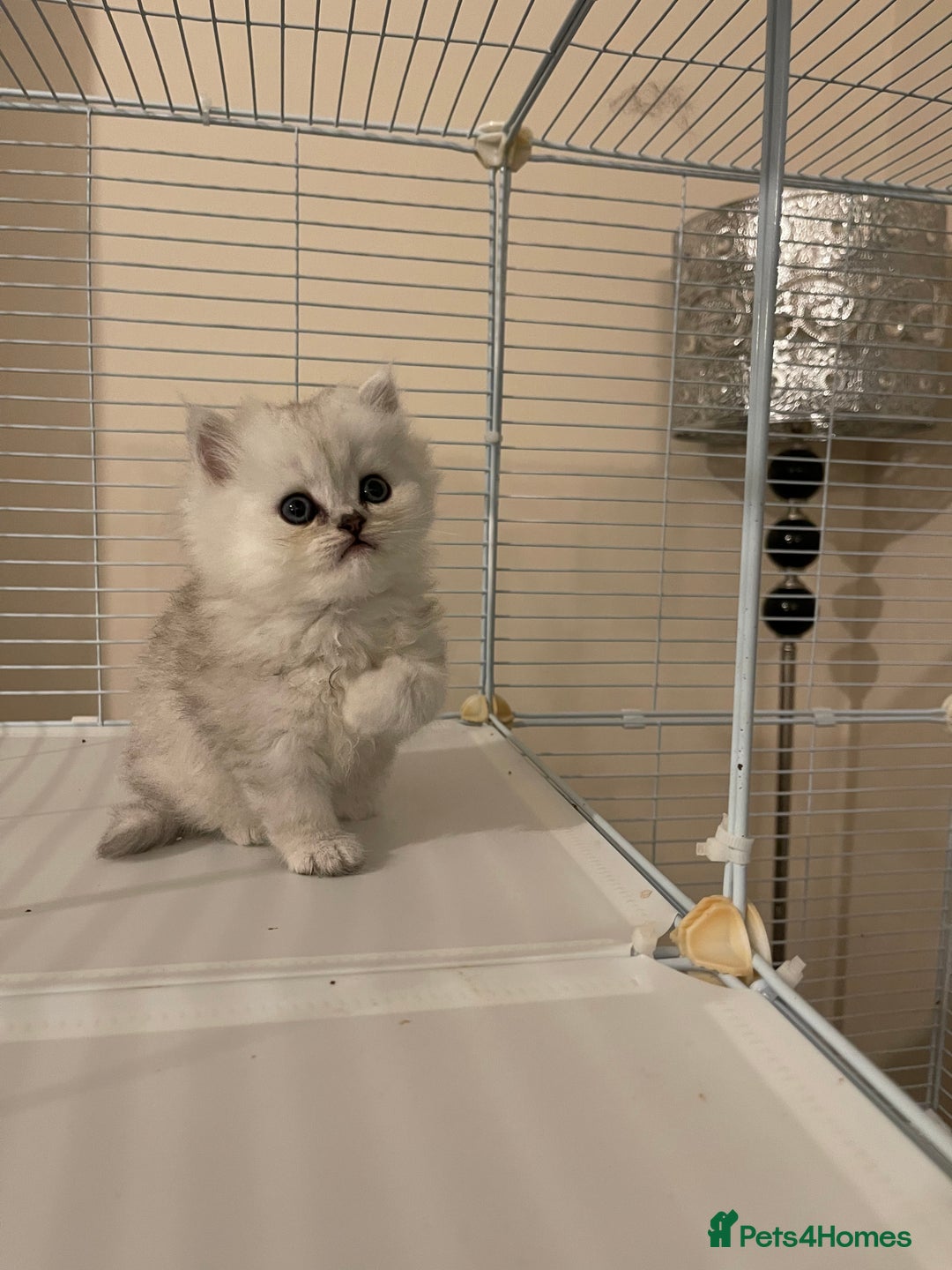 Persian cats for sale: 3 Pure bred male Persian kittens for sale  - Image 11