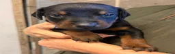 Dobermann dogs for sale: Championship Line European Doberman Puppies - Advert 11