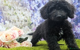 Cockapoo dogs for sale: READY NOW !! sable & brindle tri colour cockapoos - Image 33