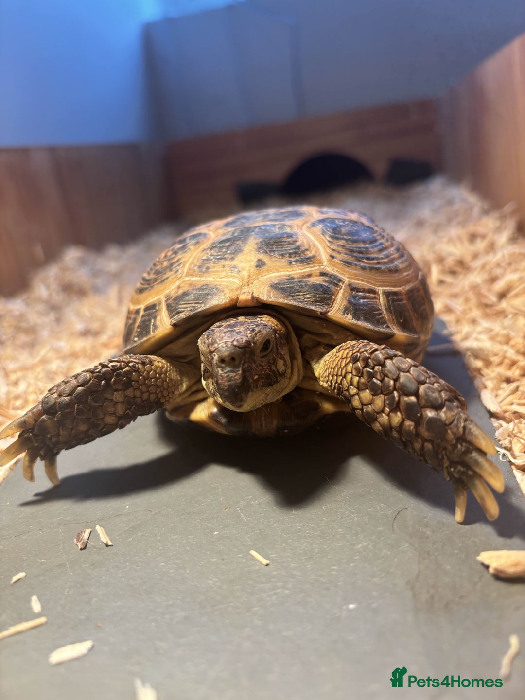 Tortoise reptiles for sale: Pedro the Horsefield Tortoise - Advert 1