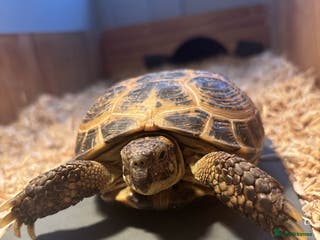 Tortoise reptiles Pedro the Horsefield Tortoise - Advert 3