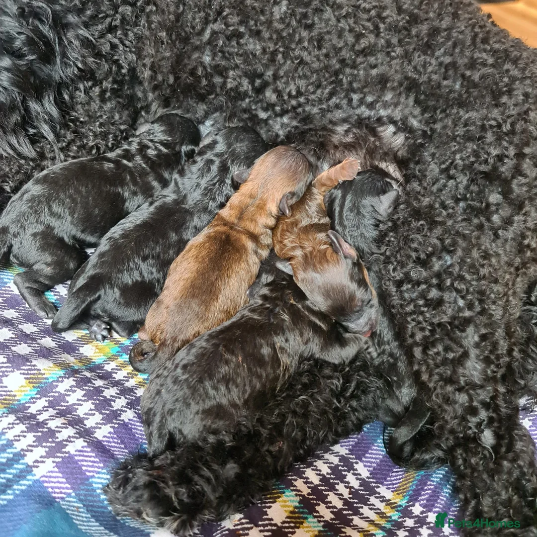 Toy Poodle dogs for stud: Stunning KC None fading Chocolate Phantom stud in Rickmansworth - Advert 20