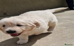 Golden Retriever dogs for sale: Golden Retriever puppies - Image 7