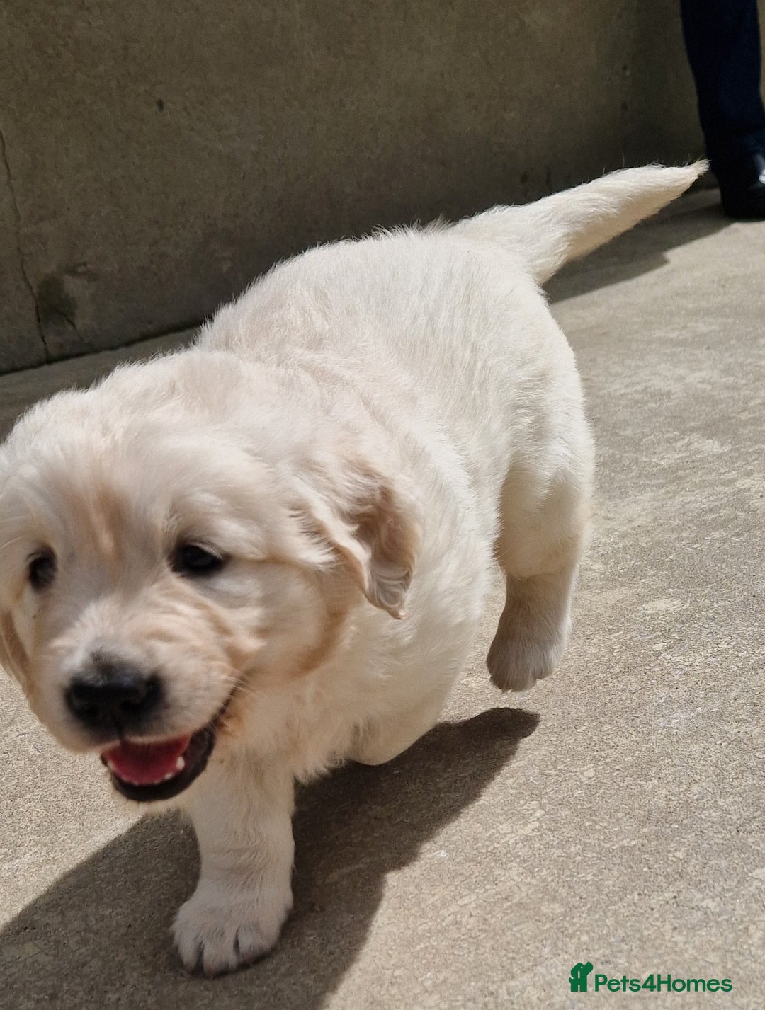 Golden Retriever dogs for sale: Golden Retriever puppies - Image 7