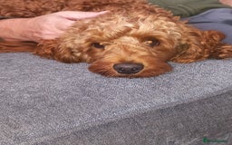 Cockapoo dogs for stud: Cockapoo Stud  - Image 1