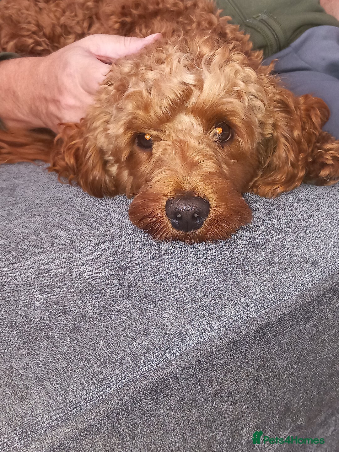 Cockapoo dogs for stud: Cockapoo Stud  - Image 1