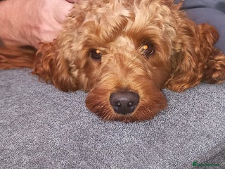 Cockapoo dogs for stud - Advert 1