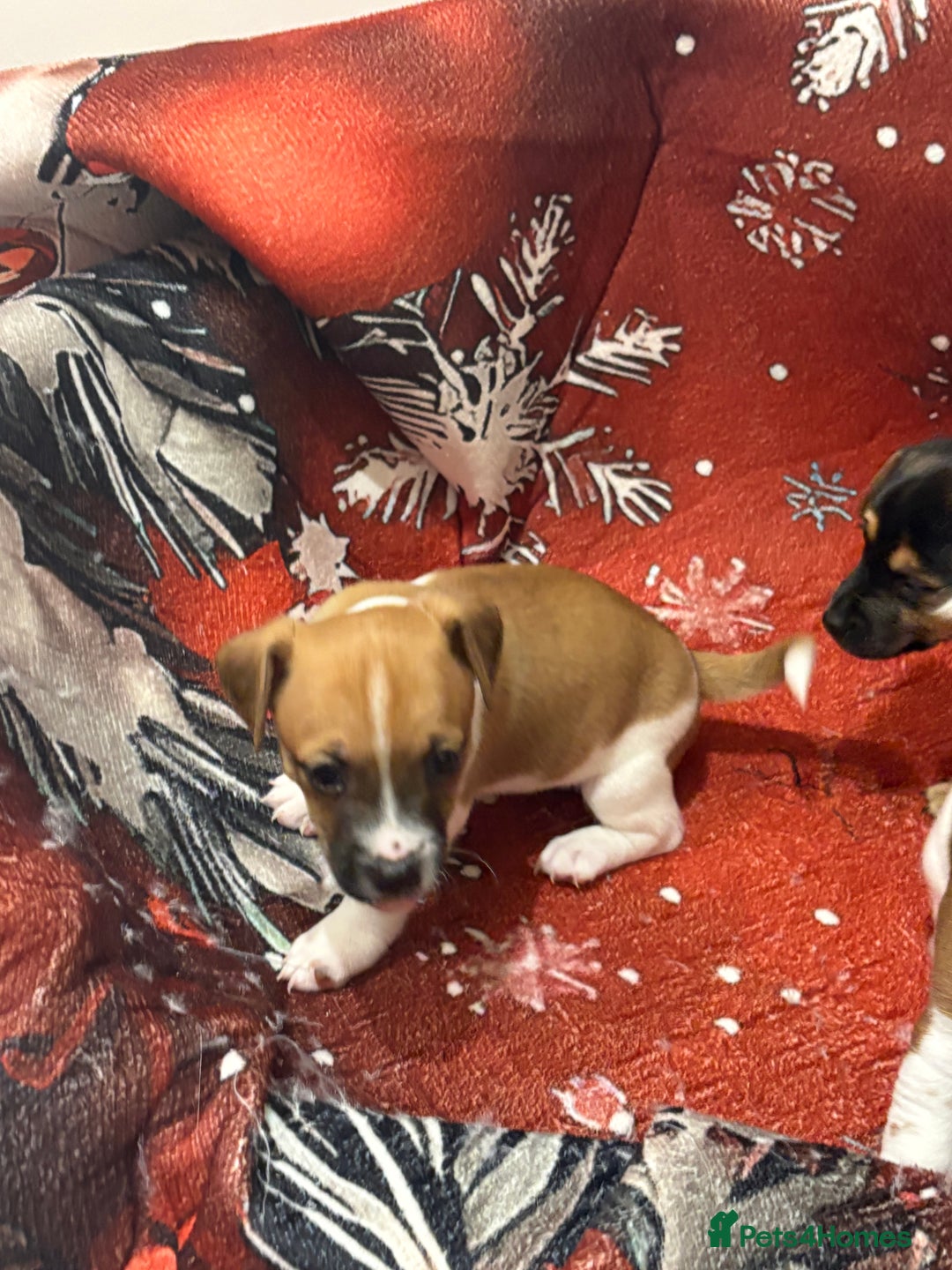 Jack Russell dogs for sale: 6 striking puppies  - Advert 19