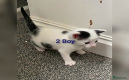 Mixed Breed cats for sale: 5 Adorable Kittens (Ready To Leave 11th October) - Image 4